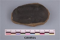 藏品(三葉蟲)的圖片